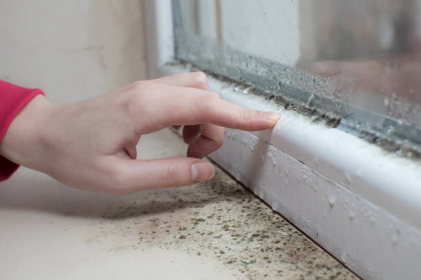 Best Dehumidification Services  in Roslyn, NY
