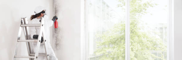Best Attic Mold Removal  in Roslyn, NY